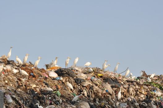 many egrets on the garbage heap