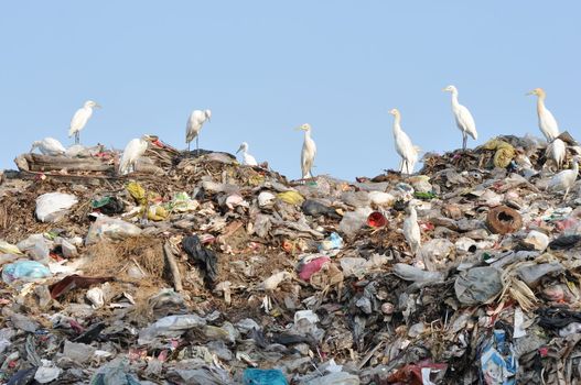 many egrets on the garbage heap