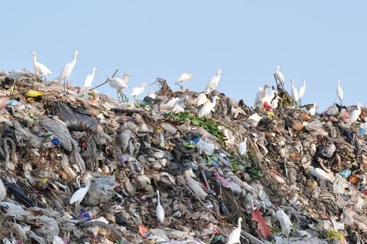 many egrets on the garbage heap