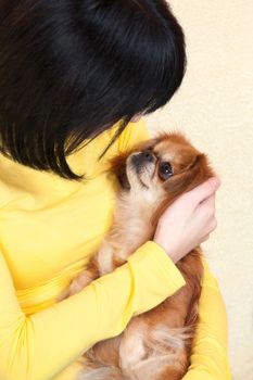 Pekingese dog in girl's bosom, indoor 