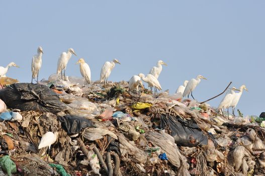 many egrets on the garbage heap