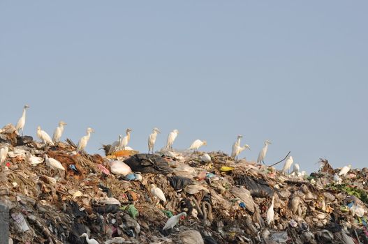 many egrets on the garbage heap