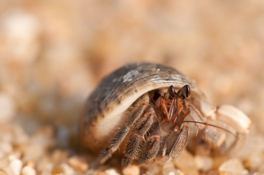 hermit crab on the beach,Surin island Thailand