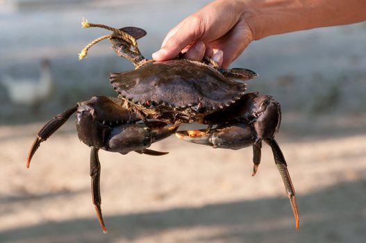 a big mangrove crab in the hand 