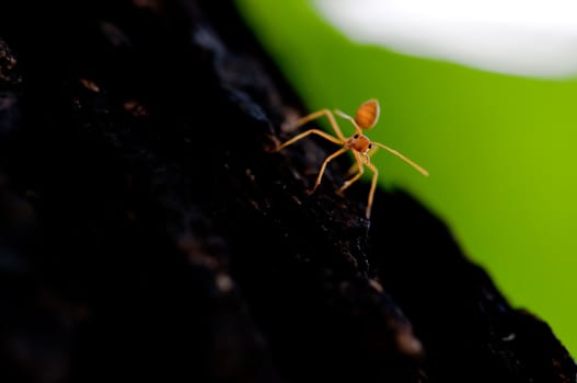 picture of red ant on a tree