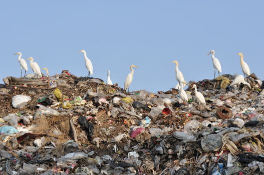 many egrets on the garbage heap