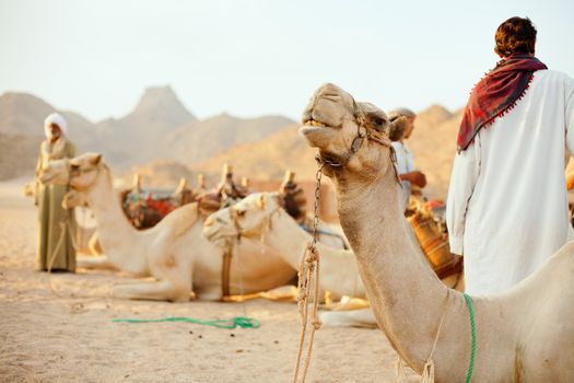 bedouins and their camels in desert