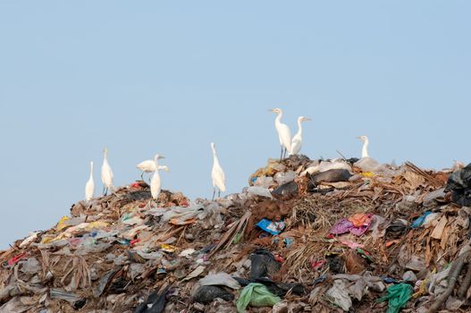 many egrets on the garbage heap