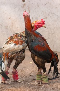 this  picture is a pair of Thai fighting cock 