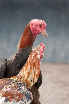 this  picture is a pair of Thai fighting cock 