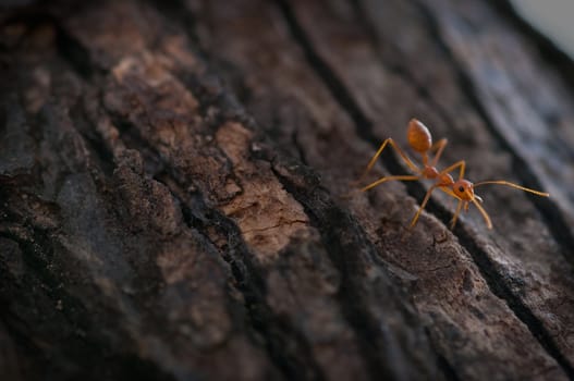 picture of red ant on a tree