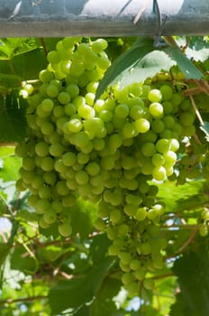 grapes in grapes farm