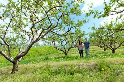 Young happy couple enjoying each others company outdoors walking through an orchard.