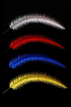 Four colored grass plumes on black background