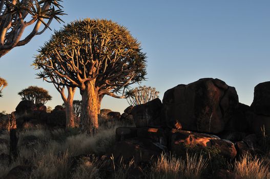 Sunrise at the Quiver Tree Forest near Keetmanshoop, Namibia