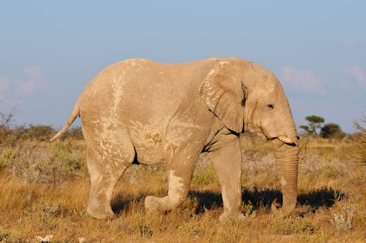 An Elephant coloured white by lime dust, Etosha National Park, Namibia