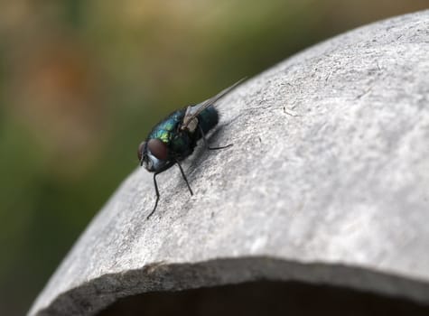 macro from a fly on a coconut with blurry background