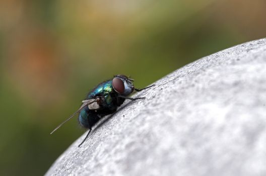 macro from a fly on a coconut with blurry background
