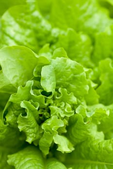 fresh lettuce