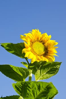 Beautiful colorful sunflower head leaves and stem on background of blue sky. Colorful natural plant.