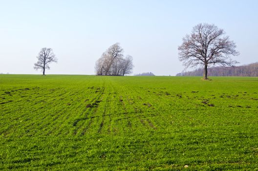 Agricultural fields sown with green grass, few trees without leaves and lots of molehill in spring.