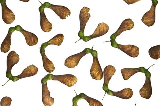 Maple tree fruit detail composition