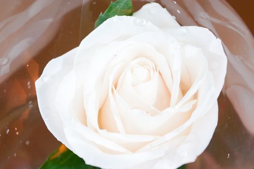 big white rose with drops of water