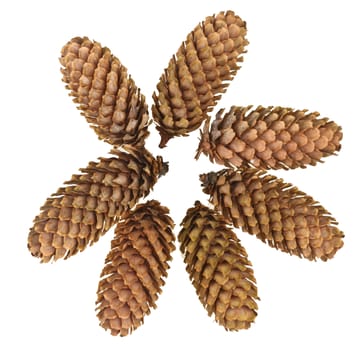 Pinecone detail in a forest in denmark