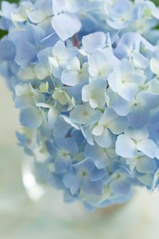 blue flower in vase
