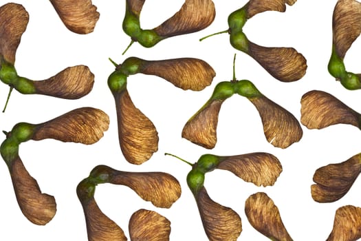Maple tree fruit detail composition