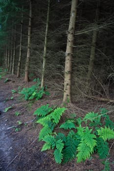 Sceneries from a danish forest in autumn