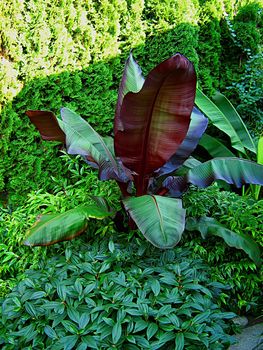 A photograph of various vegetation used in landscaping.  The large broad-leafed plant is a banana.