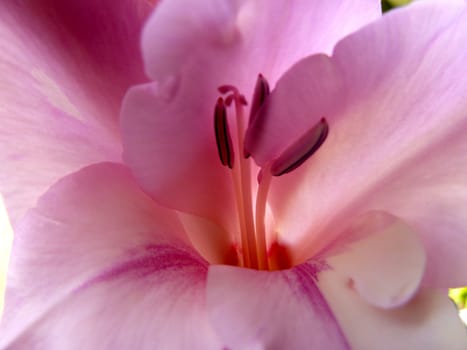 beautiful pink gladioli closeup showing the stamen