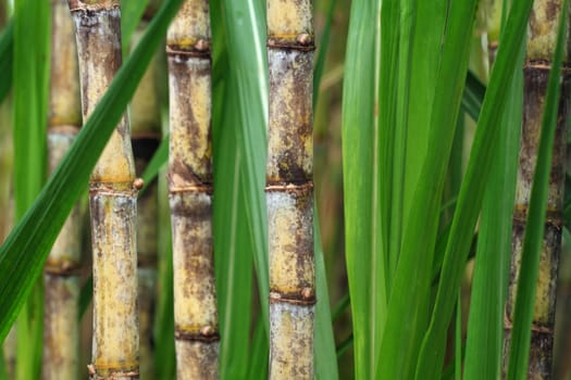 Closeup of sugar cane plantation