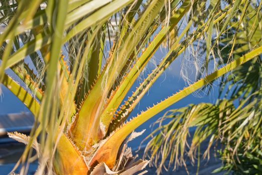 Spines on palm fronds