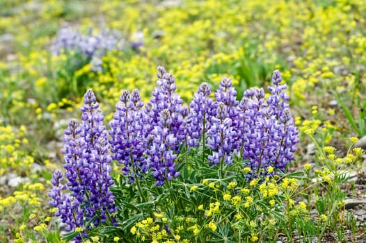 Purple Wildflowers in Yellowstone Park