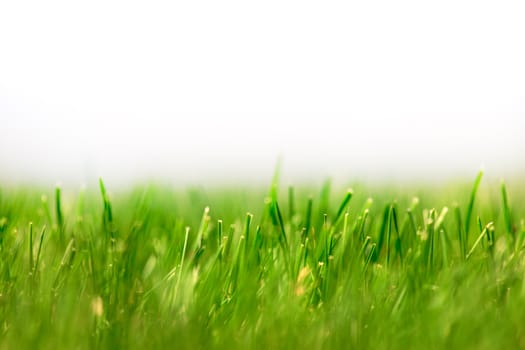 Fresh Green Grass Background, Blurred