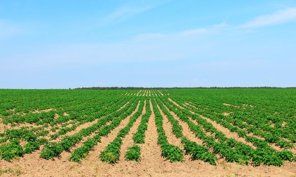 Potato Fields in the Countryside, on sky background