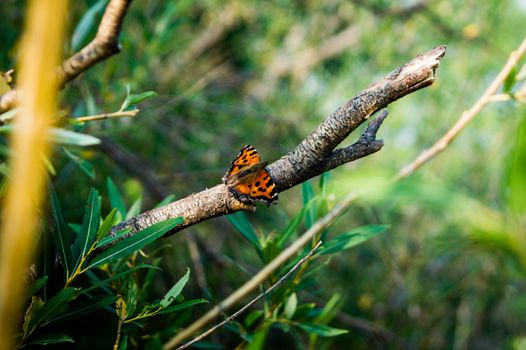 little butterfly sitting on a tree branch of green leaves