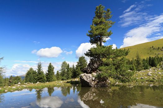 small lake with a fir on a rock over the water in high Gardena valley, Alto Adige, Italy