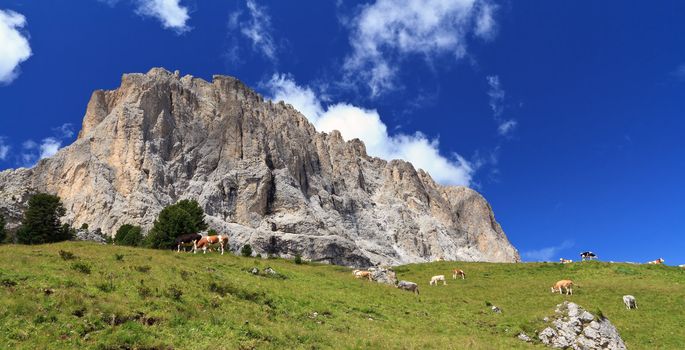 high pasture with cows beneath Sassolungo - Langkofel Dolomites