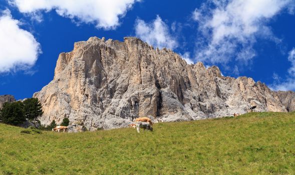 high pasture with cows beneath Sassolungo - Langkofel Dolomites