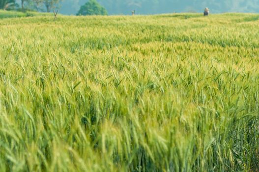 wheat barley in farm with nature light