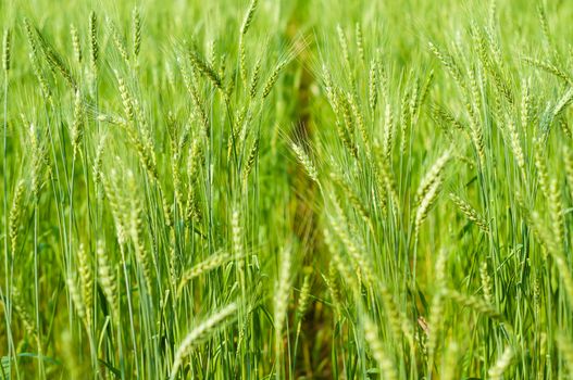 wheat barley in farm with nature light