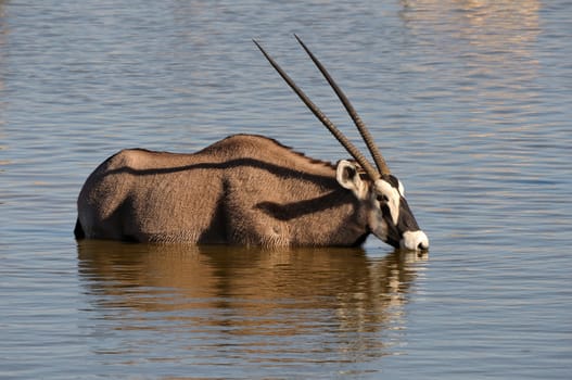 Orix (Gemsbok) drinking water, Okaukeujo waterhole, Etosha National Park, Namibia