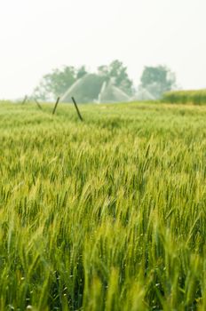 wheat barley in farm with nature light