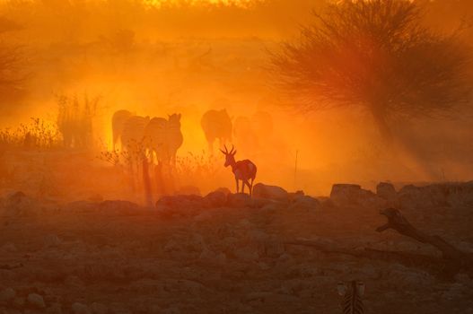 A fiery sunset at Okaukeujo waterhole, Namibia