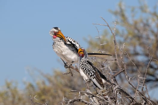 Southern Yellow-billed Hornbill, Tockus leucomelas, Etosha national Park, Namibia