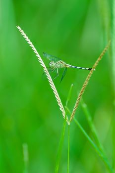 dragonfly at rest green grass with green background