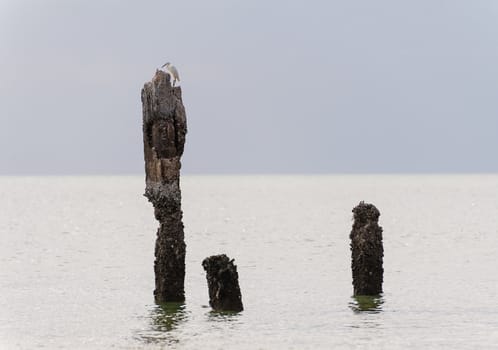 White Egret bird at on stump in sea